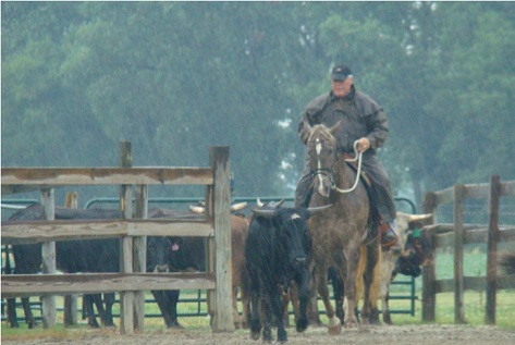 Horse Training at The Ranch OutBack